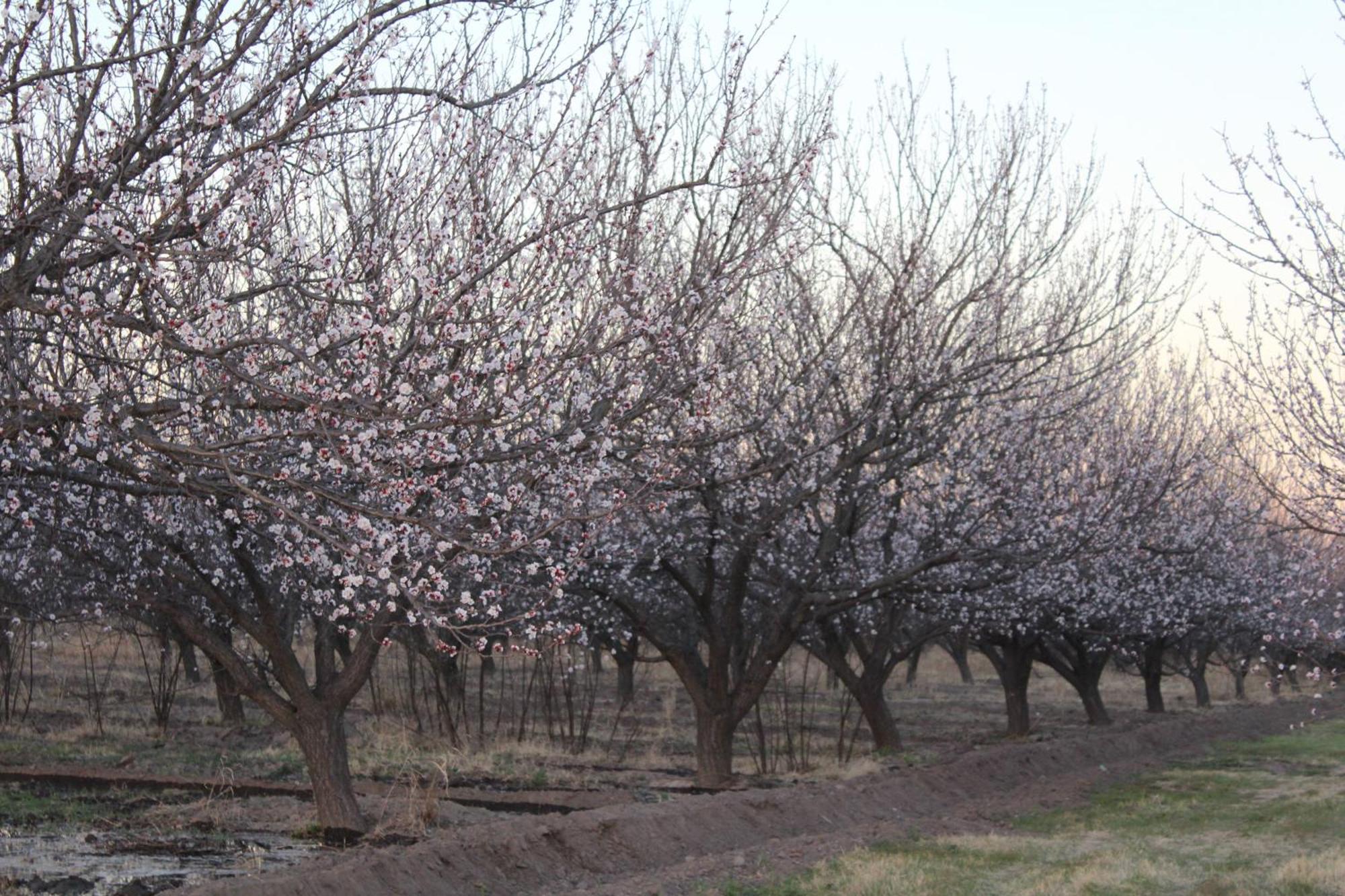 Finca La Celestita Colonia Alvear ภายนอก รูปภาพ
