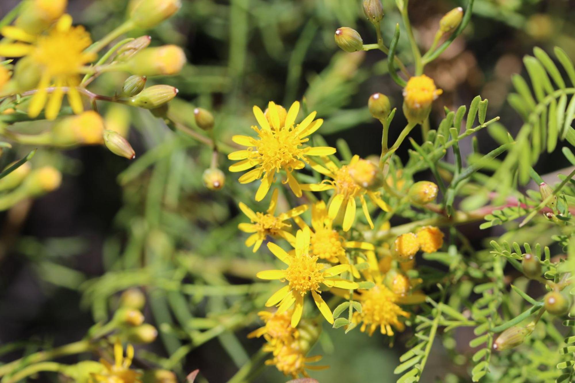 Finca La Celestita Colonia Alvear ภายนอก รูปภาพ