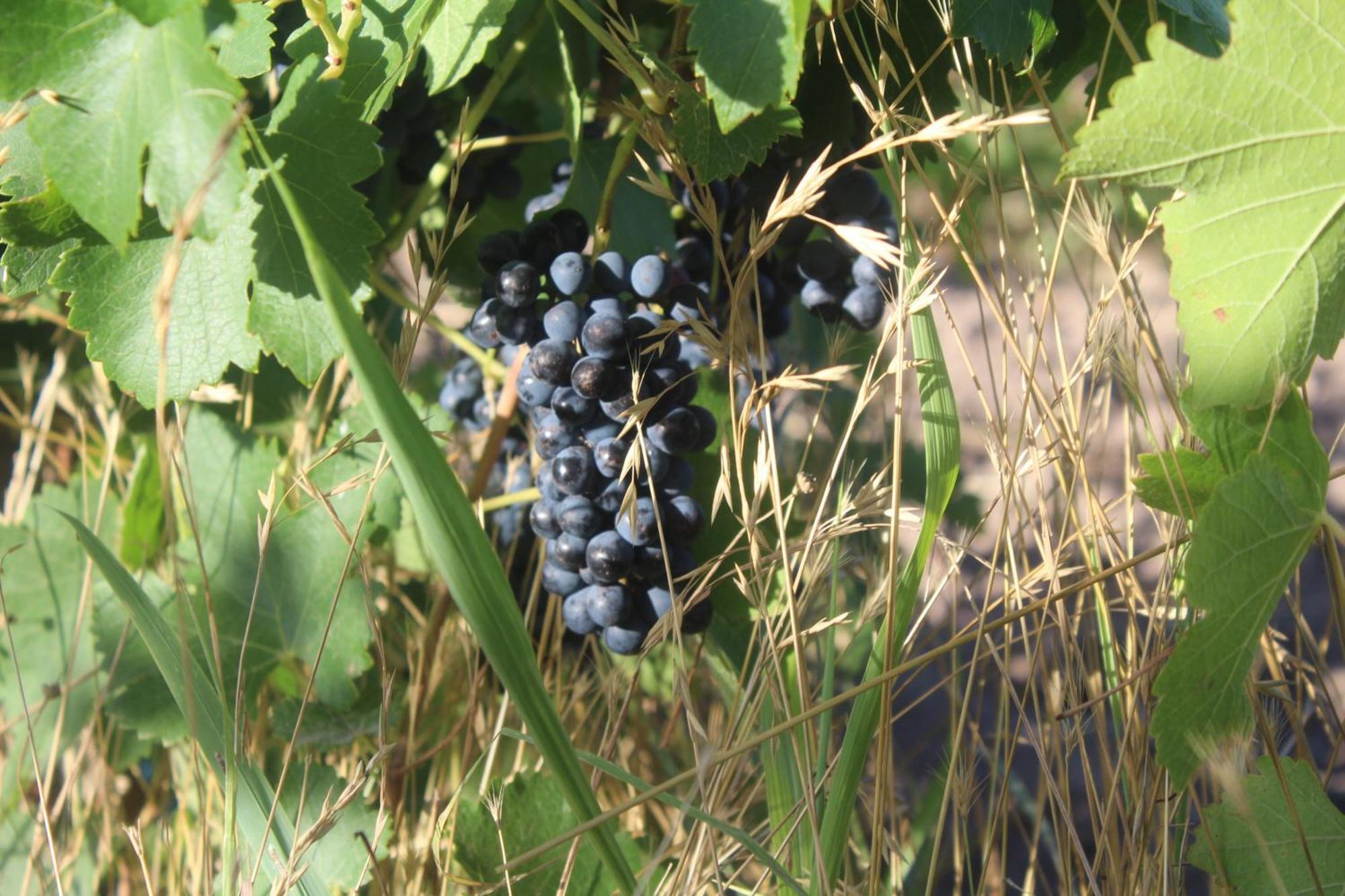Finca La Celestita Colonia Alvear ภายนอก รูปภาพ