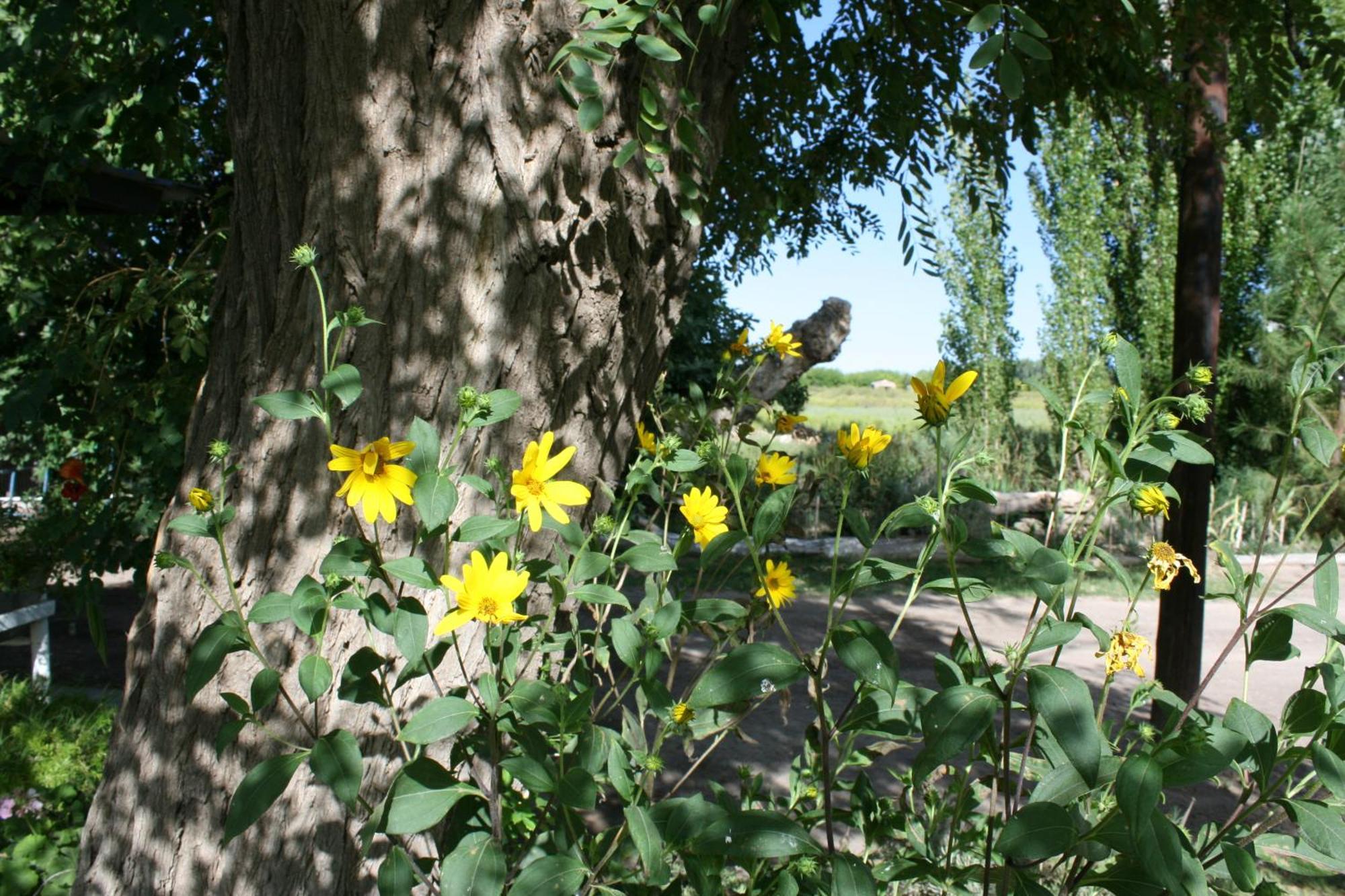 Finca La Celestita Colonia Alvear ภายนอก รูปภาพ