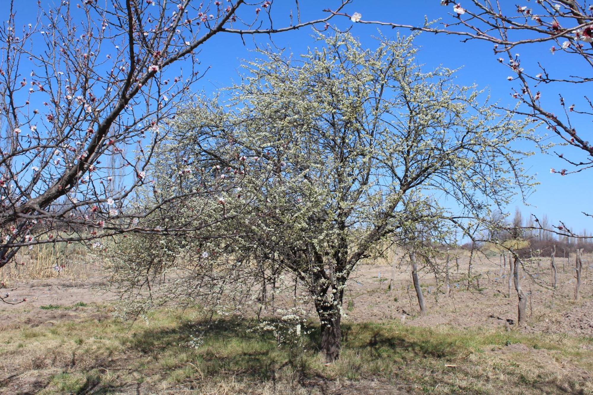 Finca La Celestita Colonia Alvear ภายนอก รูปภาพ